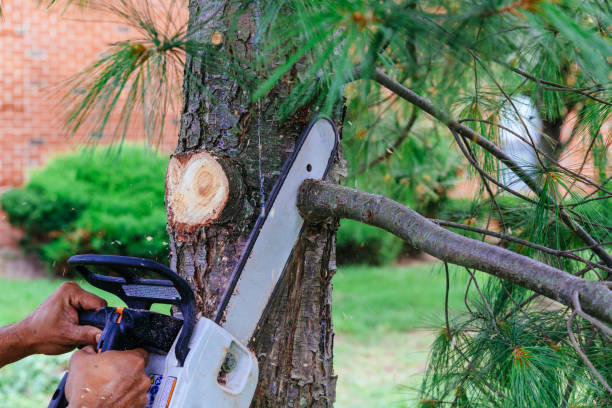 Best Tree Removal  in USA